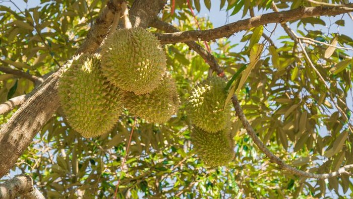 1765861523568-ilustrasi-pohon-durian-1753776241574_169