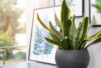 1765883105035-ilustrasi-tanaman-hias-lidah-mertua-atau-sansevieria_169