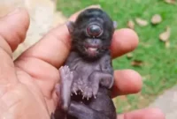 1765883112996-kucing-1765792770356_169