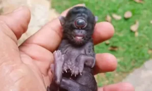 1765883112996-kucing-1765792770356_169