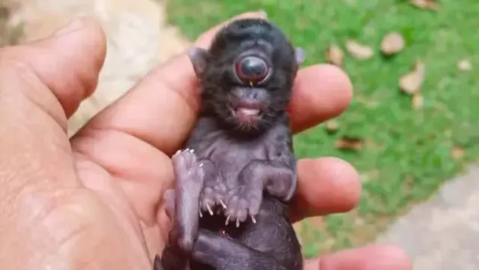 1765883112996-kucing-1765792770356_169