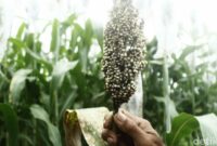 1765904708788-sorgum-yang-ditanam-di-ujungberung-kota-bandung-1761914880273_169