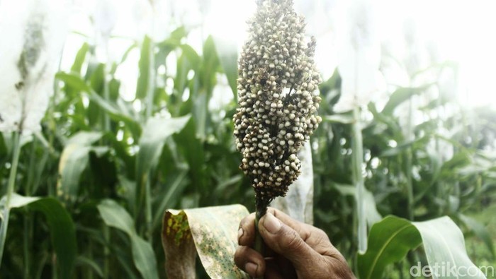 1765904708788-sorgum-yang-ditanam-di-ujungberung-kota-bandung-1761914880273_169