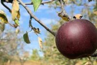 1765991121801-apel-hitam_169