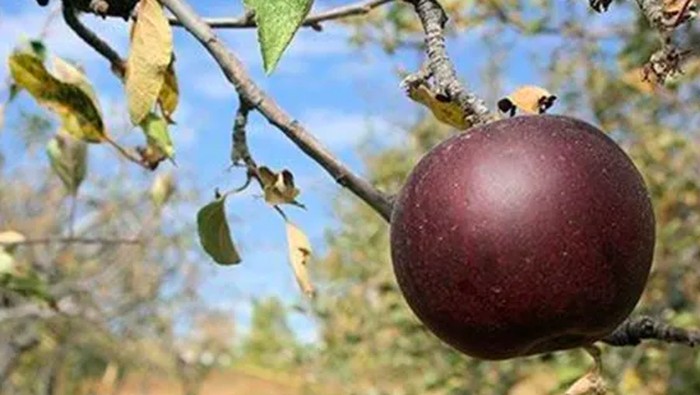 1765991121801-apel-hitam_169