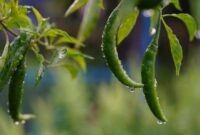 1766012672561-ilustrasi-tanaman-cabai-saat-musim-hujan-1765258830755_169