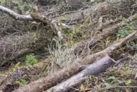 1766077517505-kondisi-kawasan-gunung-salak-yang-diduga-terjadi-pembalakan-liar-1766041829069_169