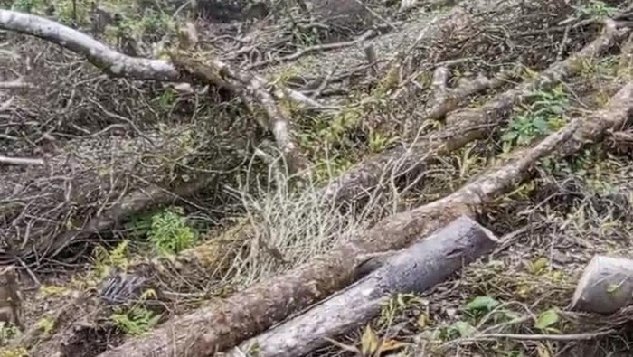 1766077517505-kondisi-kawasan-gunung-salak-yang-diduga-terjadi-pembalakan-liar-1766041829069_169