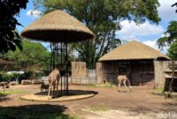 1766077519271-suasana-terkini-di-kebun-binatang-bandung-1757318011179_169