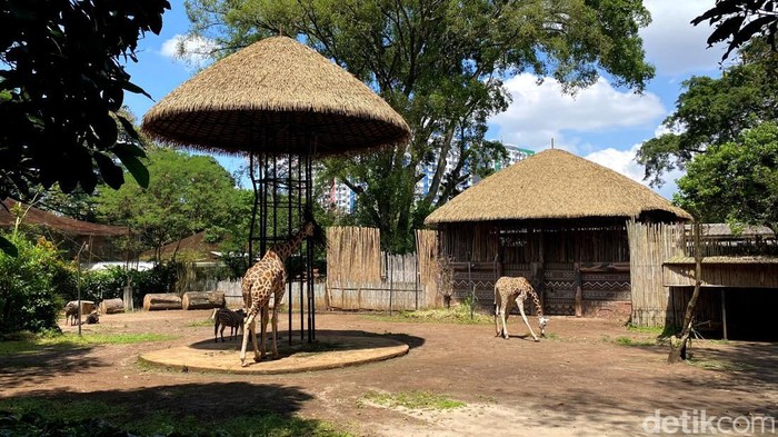 1766077519271-suasana-terkini-di-kebun-binatang-bandung-1757318011179_169