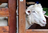 1766941496208-ilustrasi-domba-1749116480083_169