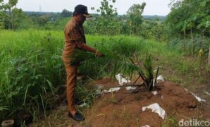 1767027906140-kepala-desa-cigobang-m-abdul-zei-saat-menunjukan-tanaman-sawit-yang-ditanam-ilegal-1766999755350_169