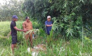 1767114319677-kepala-desa-cigobang-dan-warga-saat-menunjukan-tanaman-sawit-1767097672538_169