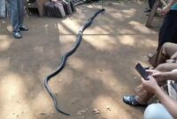 1767243992542-king-cobra-yang-terlibat-pertarungan-sengit-dengan-kakek-ocang-1759732535081_169