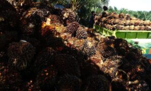 1767243995417-harga-tbs-kelapa-sawit-naik_169