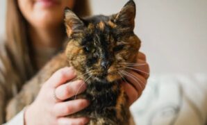 1767287098080-flossie-kucing-tertua-di-dunia_169