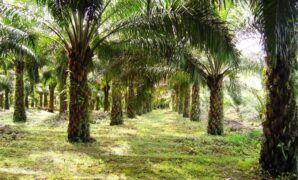 1767287105254-perkebunan-kelapa-sawit-1764838351393_169