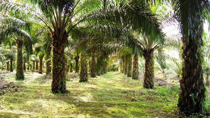 1767287105254-perkebunan-kelapa-sawit-1764838351393_169