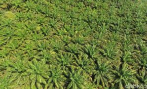 1767373516580-kondisi-bukit-algoritma-dari-udara-9_169