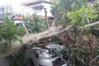 1767416754649-ilustrasi-pohon-tumbang-dokist_169