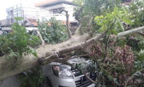 1767416754649-ilustrasi-pohon-tumbang-dokist_169