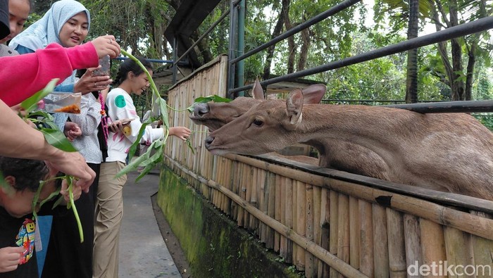 1767438466270-suasana-di-taman-satwa-cikembulan-garut-1767420762351_169