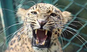 1767459896333-1a63708c-ca12-44c8-b208-5fefd760a290_169