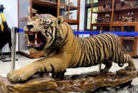 1767503170698-museum-zoologi-itb-1767167622781_169