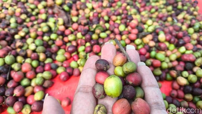 1767783930895-biji-kopi-cibeureum-kuningan-1752659075147_169