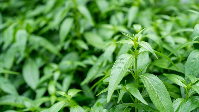 1767827081782-tanaman-daun-sambiloto-atau-andrographis-paniculata-1746272594061_169