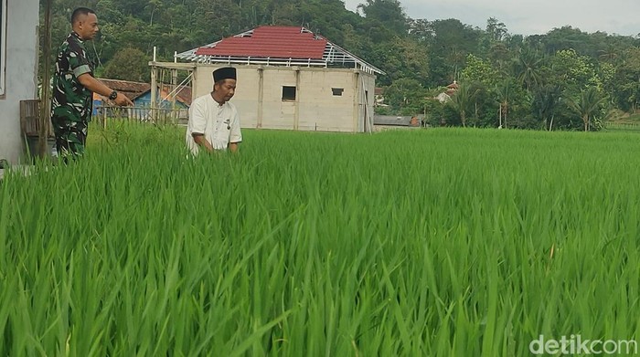 1767935125205-aseng-petani-cianjur-yang-raih-penghargaan-1767882819499_169