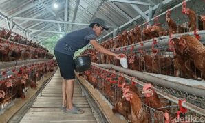 1767978308817-arif-rofiuddin-memastikan-pasokan-air-tersedia-untuk-ayam-petelur-miliknya-1767944646464_169