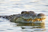 1767978312769-ilustrasi-buaya-antarkan-jasad-balita_169