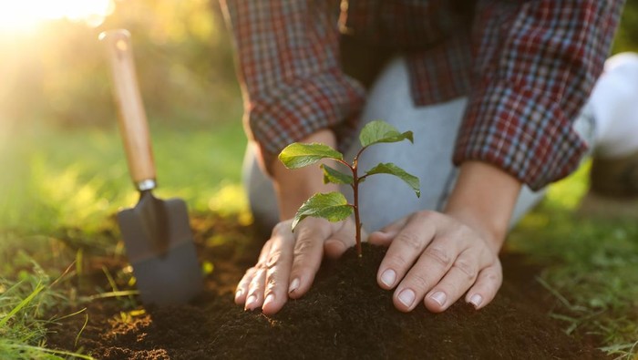 1767999869004-ilustrasi-menanam-pohon-1764921647683_169