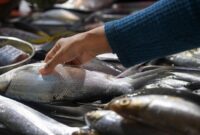 1767999870339-kkp-pastikan-stok-ikan-aman-selama-ramadan-2_169