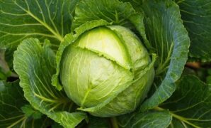 1768043095283-ilustrasi-kubis_169