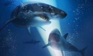 1768064700110-47-meters-down-uncaged-1768025508475_169