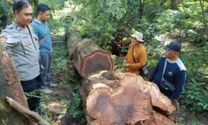 1768064707665-tngc-ungkap-aksi-pembalakan-liar-1767974388819_169