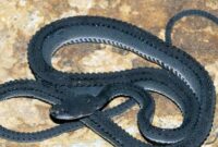 1768064712730-ular-naga-xenodermus-javanicus-1_169