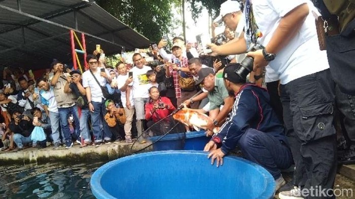 1768129501423-saat-bos-koi-nasional-hartono-soekwanto-tebar-ribuan-ikan-di-situ-cipanten-majalengka-1768124636524_169