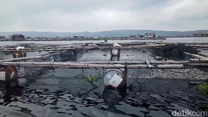 1769231123408-ikan-mati-massal-di-waduk-jatiluhur-purwakarta-diduga-karena-fenomena-upwelling-atau-umbalan-1769156636021_169