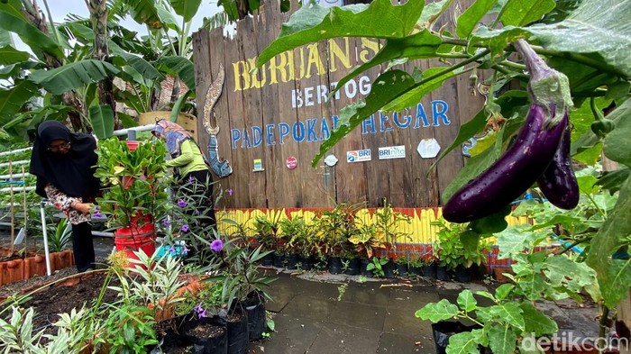 1769403909347-suasana-buruan-sae-bertoga-padepokan-hegar-1769339272477_169