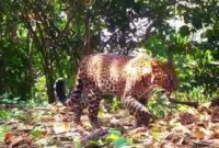 1769403911242-macan-tutul-jawa-yang-terekam-pincang-di-hutan-pegunungan-sanggabuana-1769395047051_169