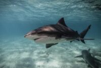 1769468687767-hiu-banteng_169