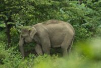 1769511923604-ilustrasi-induk-gajah-di-desa-panton-beunot-distrik-tiro-aceh-1762659058128_169